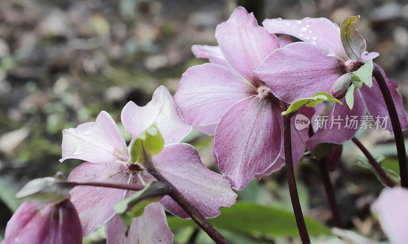 四旬期玫瑰(Helleborus orientalis)